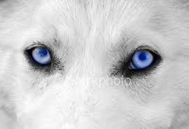 white wolf with blue eyes amazing glaza volka belye volki belye sobaki