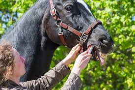 Ivermectin is used in children weighing >15 kg for the treatment of helminthic infections, pediculosis, and scabies. Bekannter Entwurmungsswirkstoff Totet Corona Viren Im Laborversuch In 48 Stunden
