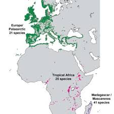 Image result for Periglossum mackenii