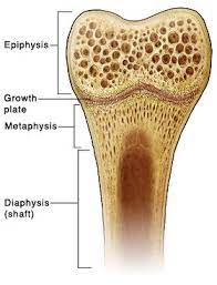 Bone matrix and cells bone matrix osseous tissue is a connective tissue and like all connective tissues contains relatively few cells and large amounts of extracellular matrix. Bone Cross Section Google Rib Bones Anatomy And Physiology Bones