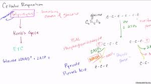 Oxygen and lactic acid c what are the products of each process? Overview Of Glycolysis Video Glycolysis Khan Academy