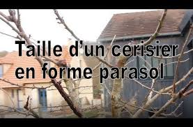 Epingle Sur Cerisier En Parasol