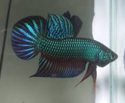 In this guide, i've made it easy and broken them down by tail types for you and include pictures and video. Breeding Wild Bettas To Support Wild Populations Biotope One