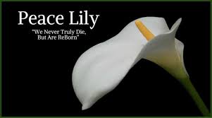 We did not find results for: 56 Peace Lilies Ideas Peace Lily House Plants Plants