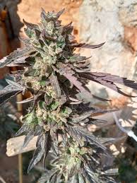 The cookie ruled the category until 1912 when national biscuit, later nabisco®, created oreo® to compete with hydrox®. Cookies X Watermelon Zkittlez Purple City Genetics Cannabis Strain Info