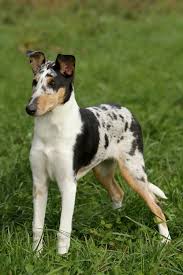 Smooth Haired Collie Pup Beautiful Dog Breeds Collie Puppies Beautiful Dogs