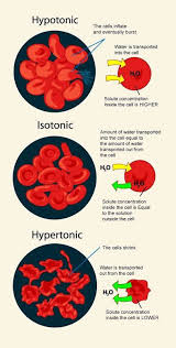 We did not find results for: Why Does Rbc Not Split Despite Swelling To The Maximum When Kept In A Hypotonic Solution Quora