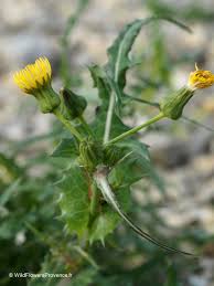 Image result for Crepis newii