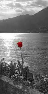 A splash of color in a world of black and white. Pin By Erin O Doherty On Color Splash Color Splash Photography Color Splash Red Spot Colour