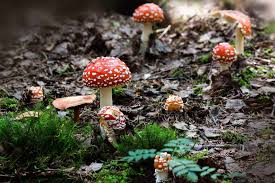 Udisen show and you can learn how to grow brown and red mushrooms in minecraft! Minecraft Podzol And The Mushroom Farming Techniques