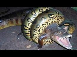 The african rock python kills its prey by constriction and often eats animals up to the size of antelope, occasionally even crocodiles. Crocodile Vs Anaconda Anaconda Attacks On Anaconda And Swallows Crocodile 2017 Video Dailymotion