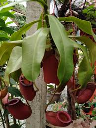 Yeah in english they call it pitcher? Periuk Kera Aidah Green Nursery Facebook
