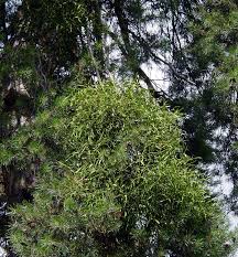 Image result for Viscum shirense