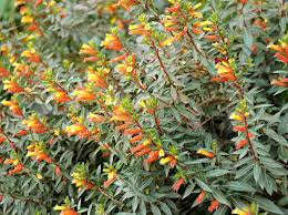 Image result for Cuphea micropetala