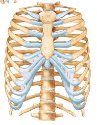 Rib cage, basketlike skeletal structure that forms the chest, or thorax, made up of the ribs and their the rib cage surrounds the lungs and the heart, serving as an important means of bony protection for. Anatomy Of Ribs Lab Exam 1 Diagram Quizlet
