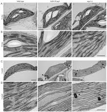 Maybe you would like to learn more about one of these? Plants Free Full Text An Argon Ion Induced Pale Green Mutant Of Arabidopsis Exhibiting Rapid Disassembly Of Mesophyll Chloroplast Grana Html