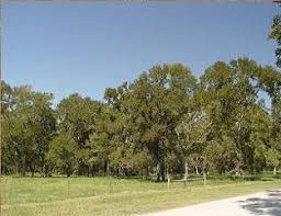 Maybe you would like to learn more about one of these? Shiloh Rv Park Richmond Texas Us Parkadvisor