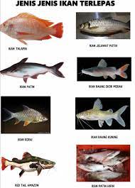 Dorong realisasi lumbung ikan nasional, dpr setujui usulan anggaran rp3,2 triliun untuk maluku dan maluku utara seleksi kompetensi bidang cpns kkp digelar di 28 lokasi kkp hadir untuk masyarakat pulau kecil terluar kkp jabarkan ketentuan kepemilikan pulau di indonesia Viral Perak Antara Spesis Ikan Yang Terlepas Di Sungai Facebook