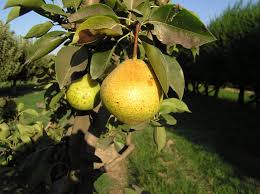 One of the most cold hardy of figs is 'celeste'. Best Fruits And Vegetables To Grow In Central Texas Barton Hill Farms