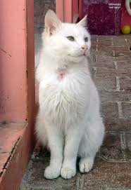 Van Kedisi Turkish Van Cats Cats White Cat