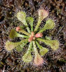 Image result for Drosera