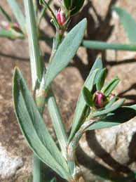 Image result for Polygonum aviculare