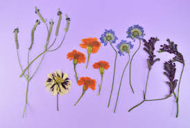 Check spelling or type a new query. Diy Wood Flower Press Tutorial Pressed Flowers Florals Dreamalittlebigger 05 Dream A Little Bigger