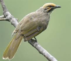 Cara membedakan cucak ijo jantan dan betina. Burung Cucak Lumut Jantan Dan Betina Ciri Ciri Khusus Yang Membedakan Murai Batu Mb Jantan Melainkan Hanya Burung Untuk Dinikmati Suaranya Dan Biasanya Mila Parchman