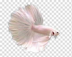 Amaimon is literally the easiest fish to get decent photos from. Full White Betta Fish Transparent Background Png Clipart Hiclipart