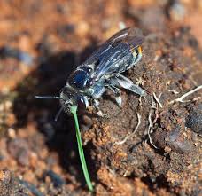 Image result for Lipotriche