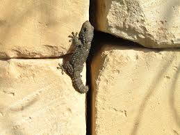 طريقة التخلص من الوزغ من المنزل نهائيا اكتشف أفضل طرق القضاء على انتشار االبرص in 2021 lizard
