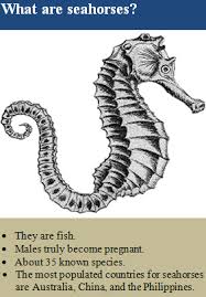 what animal classification is a seahorse socratic