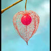 You too can find an unusual fruit you can challenge yourself to grow with any of these exotic fruits! 1