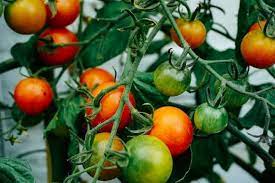 Sep 15, 2019 · how to encourage your tomatoes to flourish. How Long Does It Take To Grow Tomatoes Ready To Diy