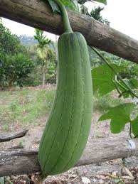 Maybe you would like to learn more about one of these? Loofah Ular Melon Sayur Mayur Foto Gratis Di Pixabay