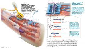Excitation Contraction Coupling Neuromuscular Muscular System Neuromuscular Junction