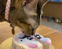 cat birthday cakesの画像