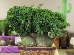 Image result for Adenia glauca