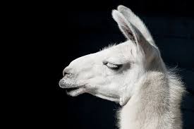 Http Www Pittsburghzoo Org Media Animal Images Llama Llama 2 Jpg Animals Zoo Animals Animals Images