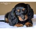 Golden Long Haired Sausage Dog