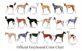 Black And White Greyhound Racing Greyhound Art The Un Official Greyhound Color Chart After Finding Flaws Of What Was A Great Greyhound Color C Grey Hound Dog Greyhound Greyhound Adoption