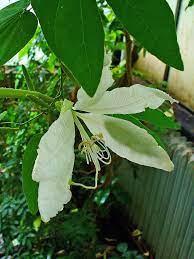 Symmetrical canopy with a regular (or smooth) outline, and individuals have more or less identical crown forms crown shape: Bauhinia Aculeata Wikispecies