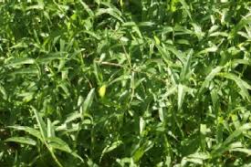 Image result for Commelina nyasensis