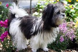 Black And White Papillon Shih Tzu Mix Pin By Liz Duke On Doggies Miki Dog Breeds Purebred Dogs