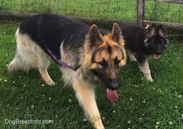 This dog is larger and has a better temperament than german shepherds. Shiloh Shepherd Dog Breed Information And Pictures