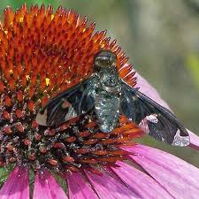 Image result for Philenoptera bussei