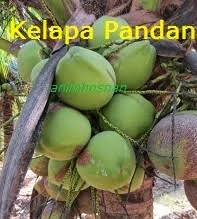 Kelapa matag ialah kelapa hibrid yang dihasilkan daripada pendebungaan silang kelapa. Anim Agro Technology Nurseri Kelapa Swasta