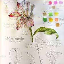 Mountain Flora Annotations Soft Clouds Of Seeds From The Rosebay Willowherb Epilobium Angustifolium Very Abundant A Flower Painting Botanical Art Flower Art