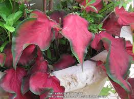 We did not find results for: Photo Of The Leaves Of Lance Leaf Caladium Caladium Florida Red Ruffles Posted By Plantladylin Garden Org