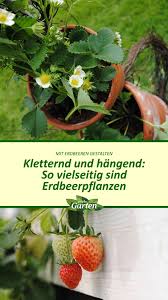 Vertical Gardening Erdbeeren In 2020 Erdbeerpflanzen Beerenstraucher Erdbeeren